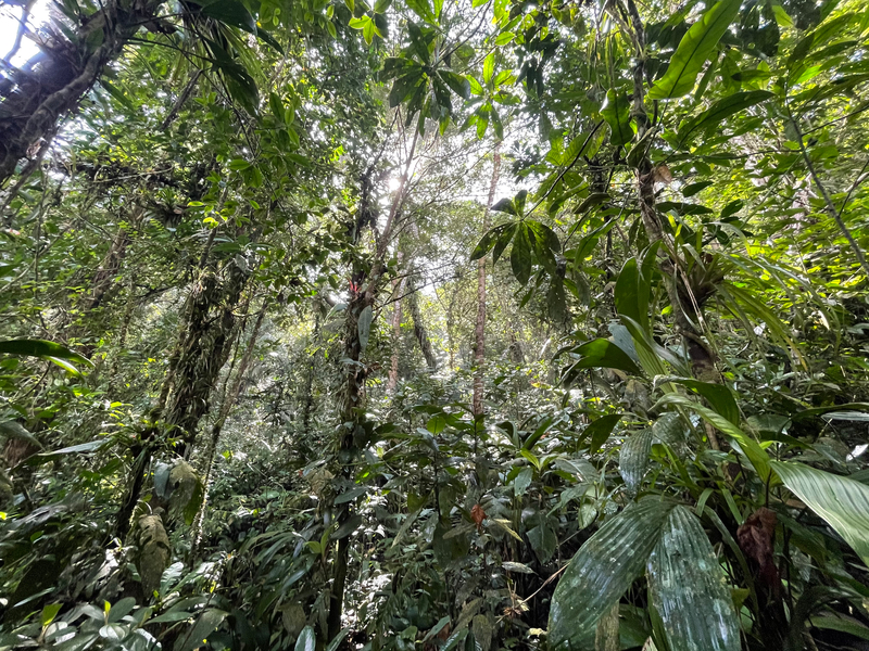 Tropical forest of the Murrucucú mountains.  (Hugo Herrera/Sociedad Ornitológica de Córdoba)