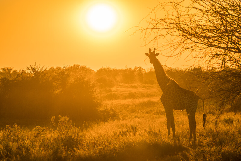 Botswana's Okavango Delta (Photo by Peter Moore)