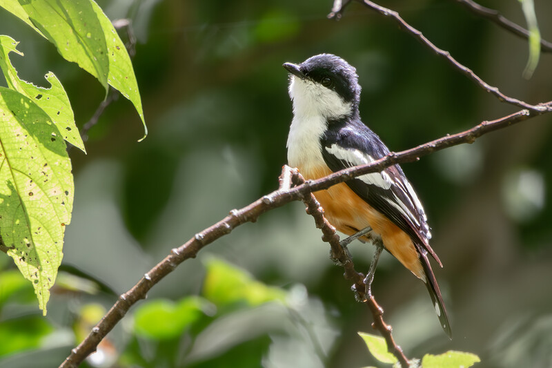 Mussau Triller, a species that had been lost to science since 1979 was rediscovered in Papua New Guinea in 2024.  (Photo by Joshua Bergmark/Ornis Birding Expeditions)