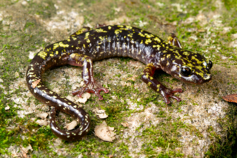 Hickory Nut Gorge Green Salamander (Aneides caryaensis), United States, Critically Endangered (Photo by Todd W. Pierson)