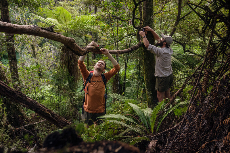 Expedition team members Geoff Reid (left) and Dan Davis (right) setting up monitoring equipment while searching for the South Island Kōkako in Abel Tasman National Park in April 2023. (Photo by Rowan Nicholson)