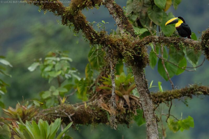Intag Valley (Photo by Lucas Bustamante / @luksth)