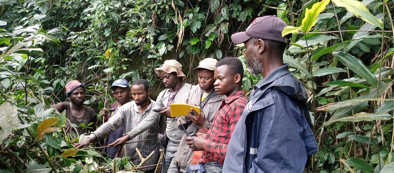 Tayna Nature Reserve monitoring team examines plant eaten by gorillas. 