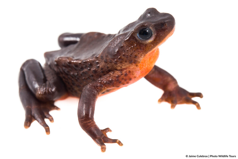 Atelopus ignescens in Ecuador. (Photo by Jaime Culebras/Photo Wildlife Tours)