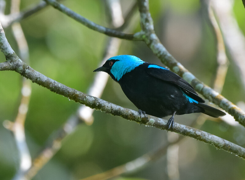 In Colombia, rare bird flaunts male and female feathers