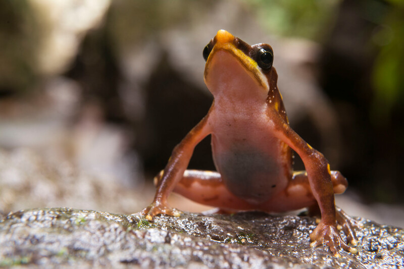 Photo by Gustavo Pazmiño