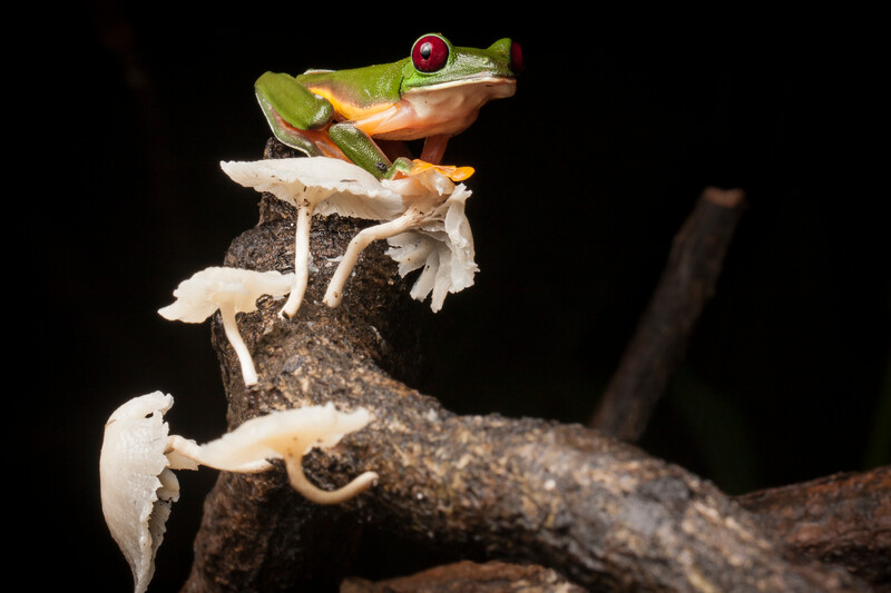 A Gliding Treefrog (Agalychnis spurrelli) perched on a branch with mushrooms in the Osa Peninsula of Costa Rica. This species is listed as Least Concern on the IUCN Red List of Threatened Species. (Photo by Robin Moore, Re:wild)