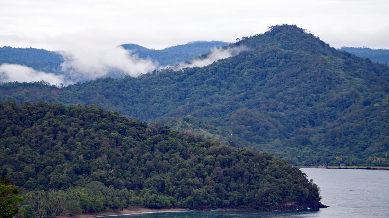 Rainforest in Cyclops mountains, Papua, Indonesia (Photo by Expedition Cyclops 2023)
