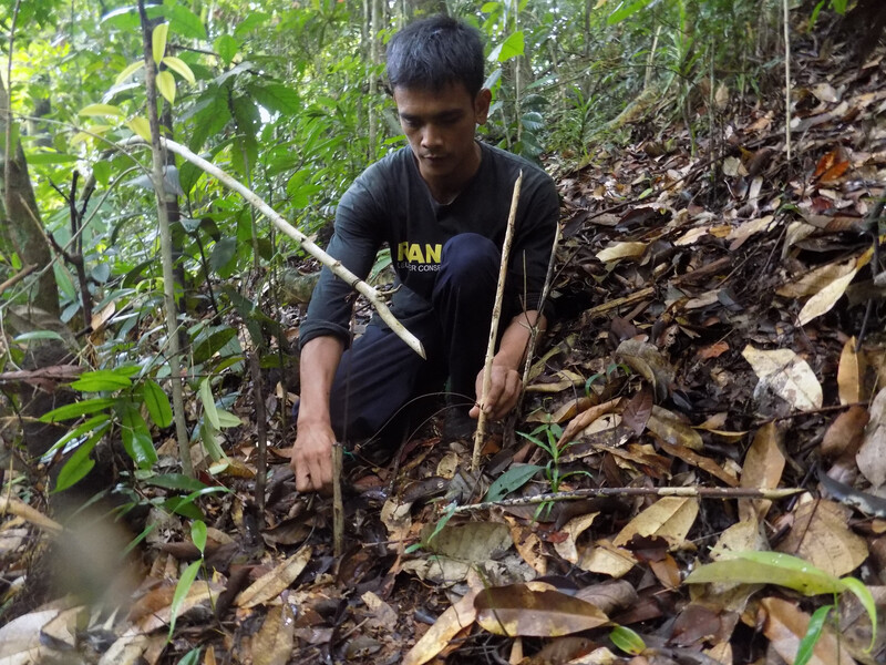 FKL ranger dismantling a snare (Photo courtesy of Forum Konservasi Leuser)