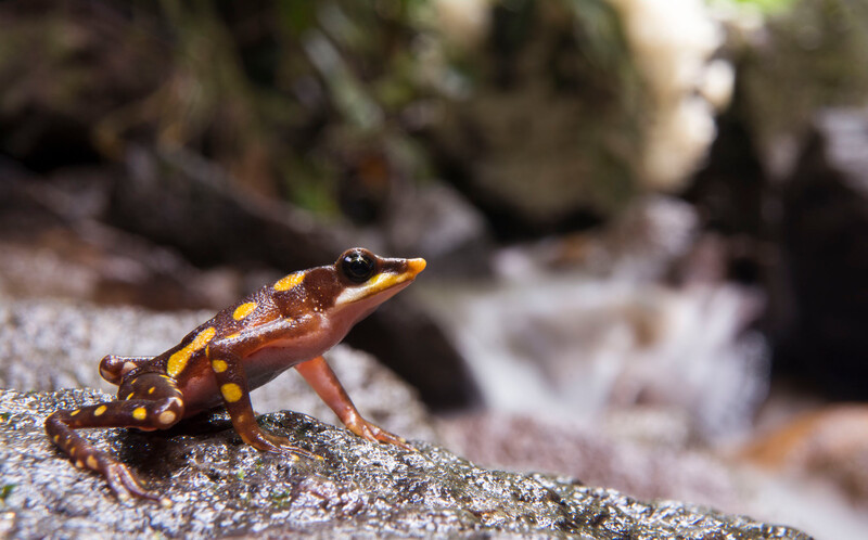 Photo by Gustavo Pazmiño