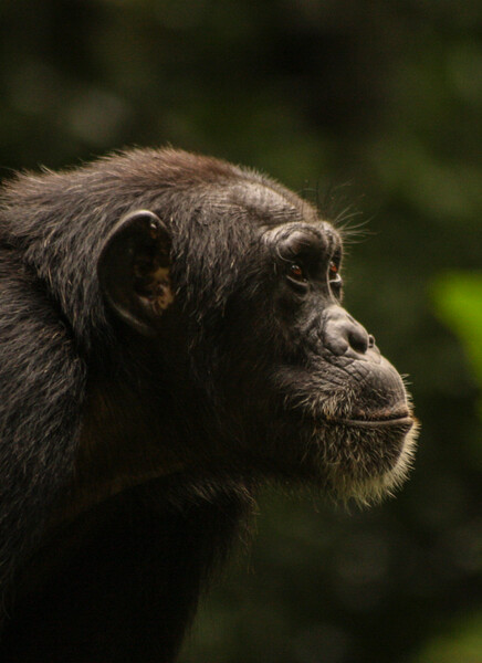 Western Chimpanzees (Photo by Sonja Metzger)
