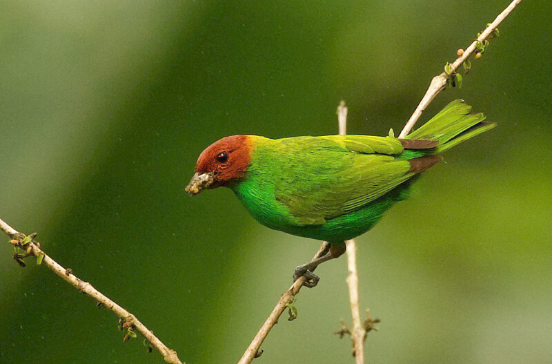 Photo from the expedition searching for Urich's Tyrannulet in Venezuela in May 2021. (Photo by David Ascanio)