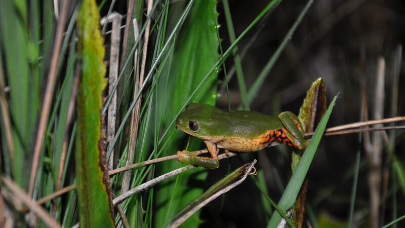 Rustic Monkey Tree Frog, Pithecopus rusticus.