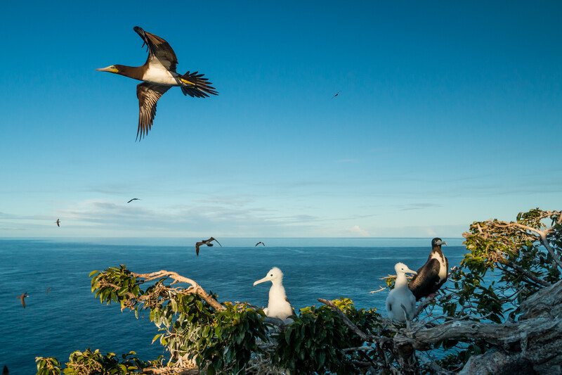 Seabirds nesting on Redonda Island. © Ed Marshall / Fauna & Flora 