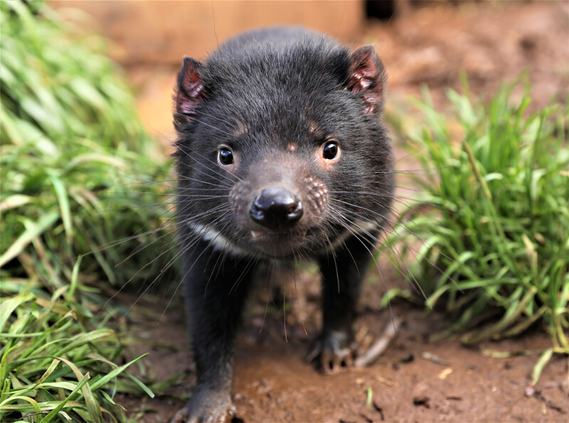 First Tasmanian devil to return to the wilds of mainland Australia gives  birth to three joeys