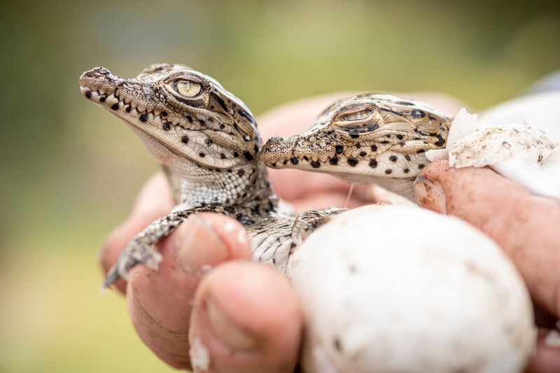 Cuban Crocodile hatchings  in the Zapata Swamp breeding sanctuary in August 2019. (Photo by Robin Moore, Global Wildlife Conservation)