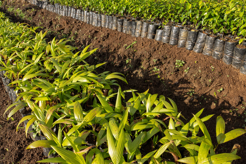 Native plants at Haiti National Trust nursery.