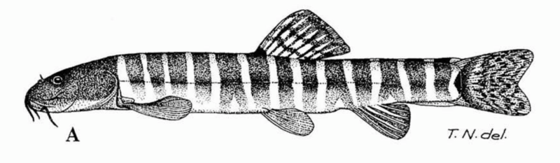 The batman river loach was last seen in 1974. The Batman dam has caused the river where the species live to be severely degraded. (Illustration courtesy of Shoal)