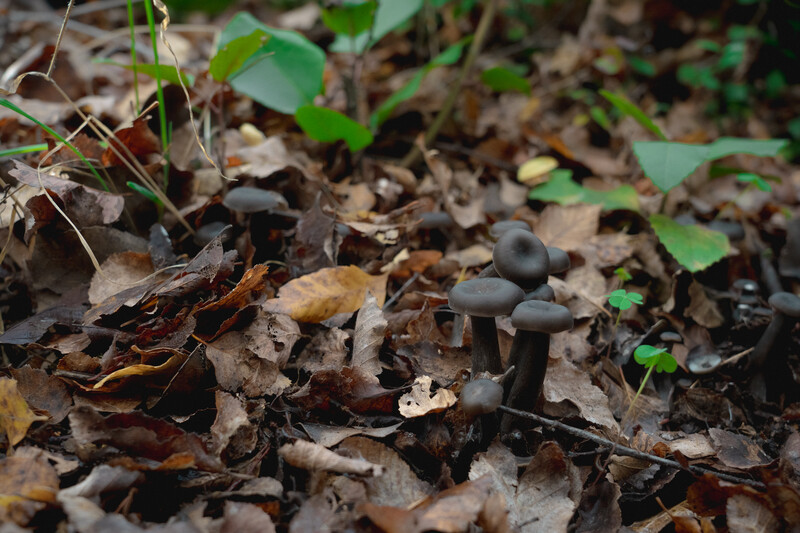 Second collection of Big Puma Fungus candidates. A DNA analysis of both the collected specimen and the original mushroom found by Garrido needs to be conducted, and the results should match in order to have a conclusive identification. (Photo by Catalina Infante)