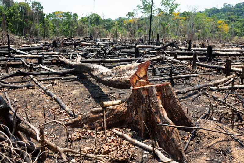 Amazon rainforest illegal deforestation landscape view of trees cut and burned to make land for agriculture and cattle pasture in Para, Brazil. Concept of ecology, environment, global warming.; Shutterstock ID 1955207212; purchase_order: Rewild 8; job: ; client: ; other: