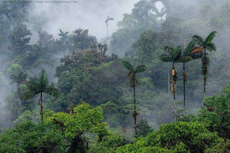 Intag Valley (Photo by Lucas Bustamante / @luksth)