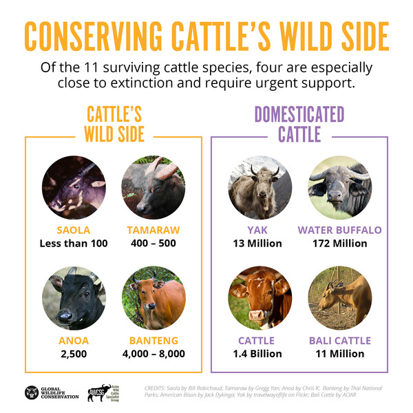 conserving cattle's wild size graphic