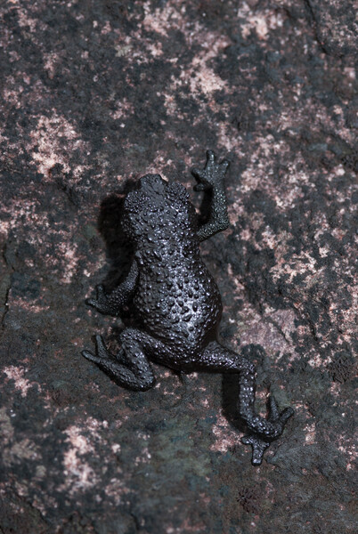 The lost world: Venezuela's unique tepui frogs face new perils, Endangered  species