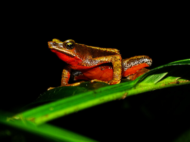 A. nanhumae, endemic to Colombia. Photo courtesy of Fundación Atelopus