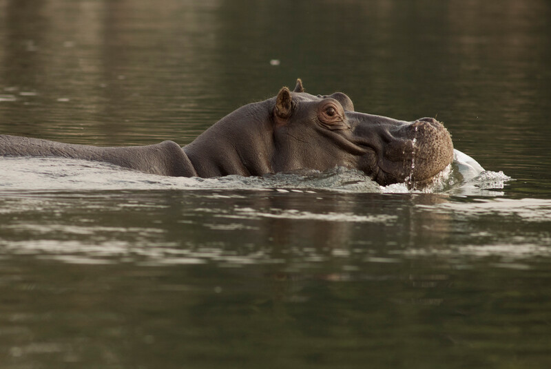 Hippos in the Okavango River. (Photo by Re:wild)