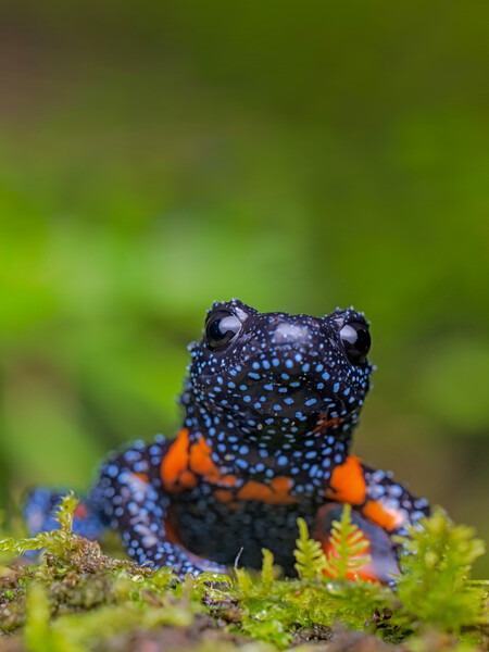 Orange Black Tubercled Indian Microhylid (Melanobatrachus indicus), India, Vulnerable. (Photo by Sandeep Das)