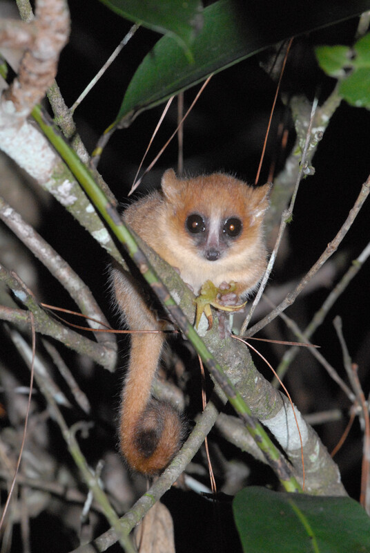 1-10.Goodman’s mouse lemur (Microcebus lehilahytsara), with flower or bud in hand, Andasibe, Madagascar, March 2007