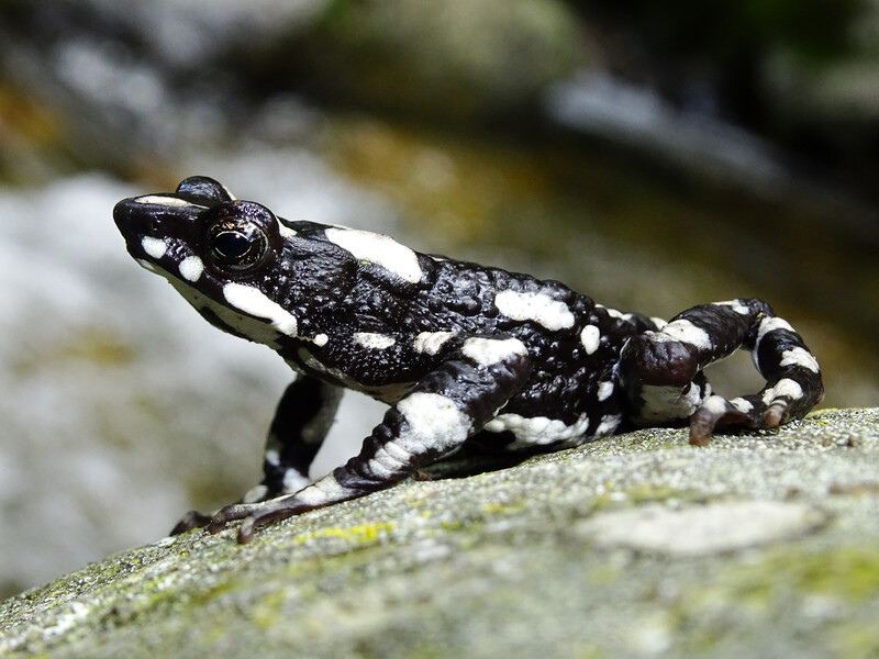 Starry Night Harlequin Toad (Atelopus aryescue). (Photo courtesy of Fundación Atelopus)