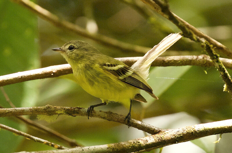 An Urich's tyrannulet. The photo was taken by an expedition team in Venezuela searching for the species, which has not had a recorded sighting since 2005. The expedition teams' photos are the first-ever clear photos of the species. (Photo by David Ascanio)