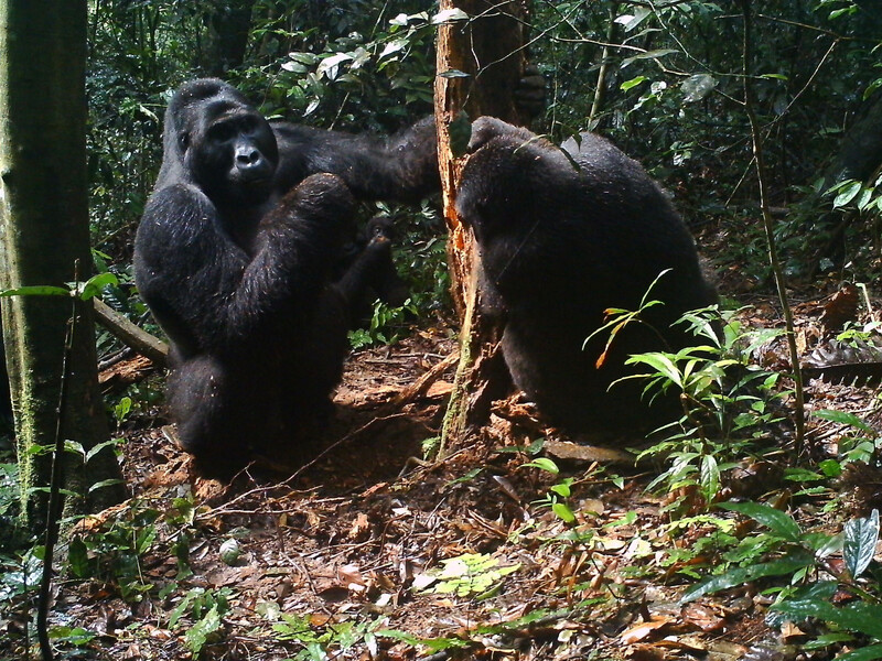 Eastern Lowland Gorilla family troop captured with remote field camera in Tayna Nature Reserve.