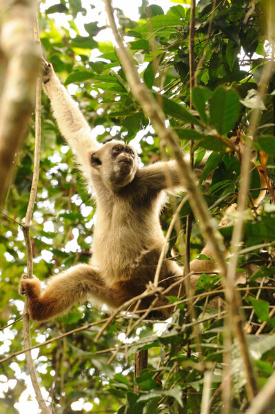 Muriquis feeding on small white fruit growing on bushes – Matao Group