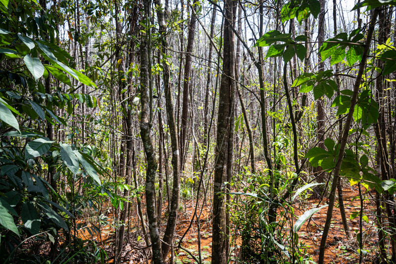 Pernambuco Holly (Ilex Sapiiformis). (Photo by Fred Jordão)