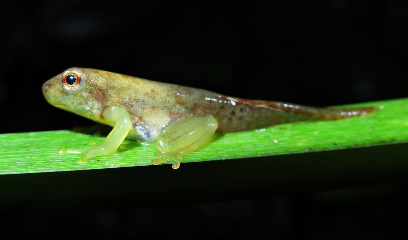 A tapir valley tree frog tadpole. (Photo by Valeria Aspinall)