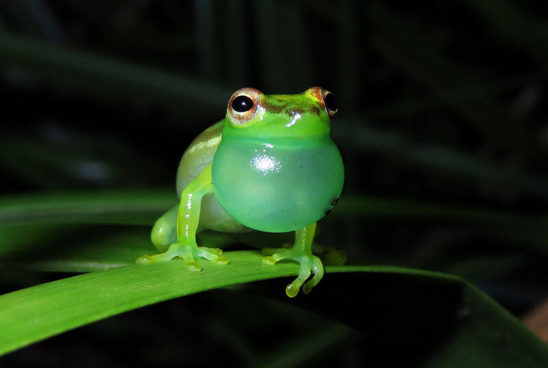 The Tapir valley tree frog (Tlalocohyla celeste), a newly described species that was discovered in a Costa Rican Nature Reserve. It’s only known home is a 20-acre wetland area on the reserve. (Photo by Valeria Aspinall)