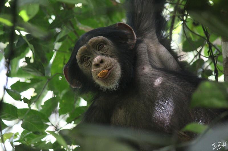 Western Chimpanzees (Photo by Maegan Fitzgerald)