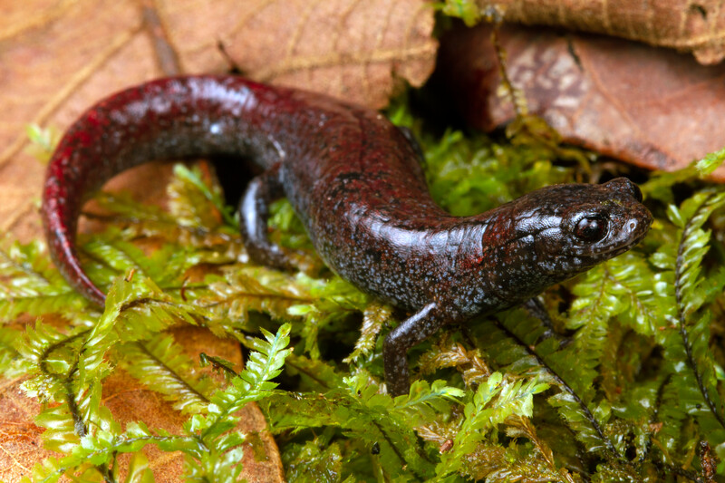 Finca Chiblac Salamander (Bradytriton silus), Guatemala, Endangered (Photo by Todd W. Pierson)