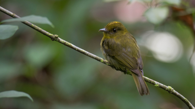 A sapayoa, a small olive and yellowish bird, photographed by an expedition team in Alto Sinú, Córdoba department, Colombia. It was the first sighting of a sapayoa in Córdoba since 1949. (Carlos Bran-Castrillón/Uraba Nature Tours)