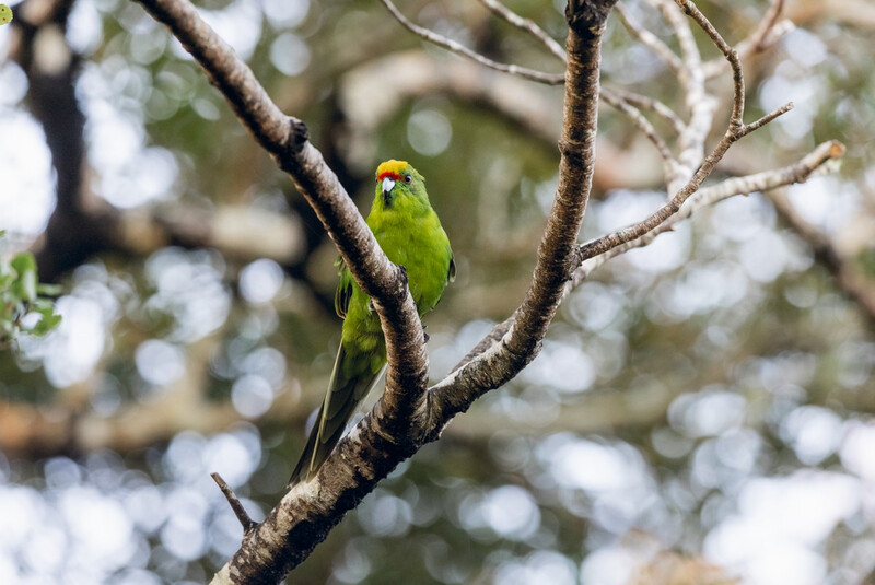 Kākāriki (Yellow-crowned Parakeet) in Abel Tasman National Park, New Zealand. The bird was photographed during an expedition in search of the South Island Kōkako in April 2023. (Photo by Rowan Nicholson)