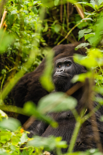 Eastern Lowland Gorillas at the Gorilla Rehabilitation and Conservation Education Center (photo by Bobby Neptune)