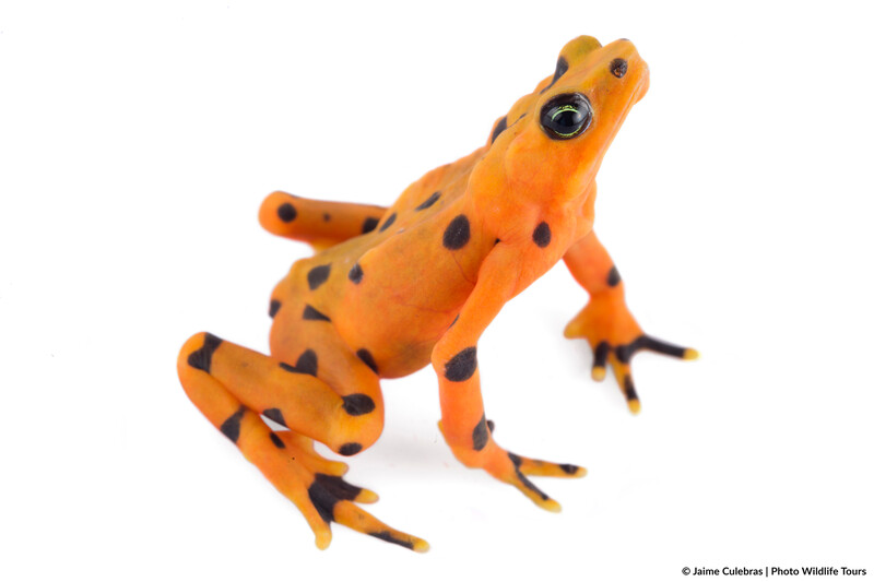Atelopus varius in Panama (Photo by Jaime Culebras/Photo Wildlife Tours)