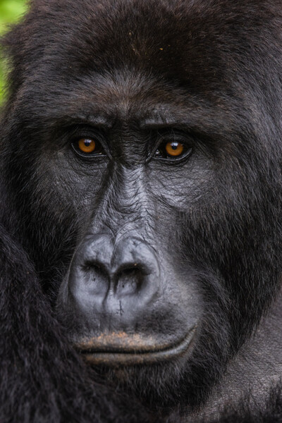 Eastern Lowland Gorillas at the Gorilla Rehabilitation and Conservation Education Center (photo by Bobby Neptune)