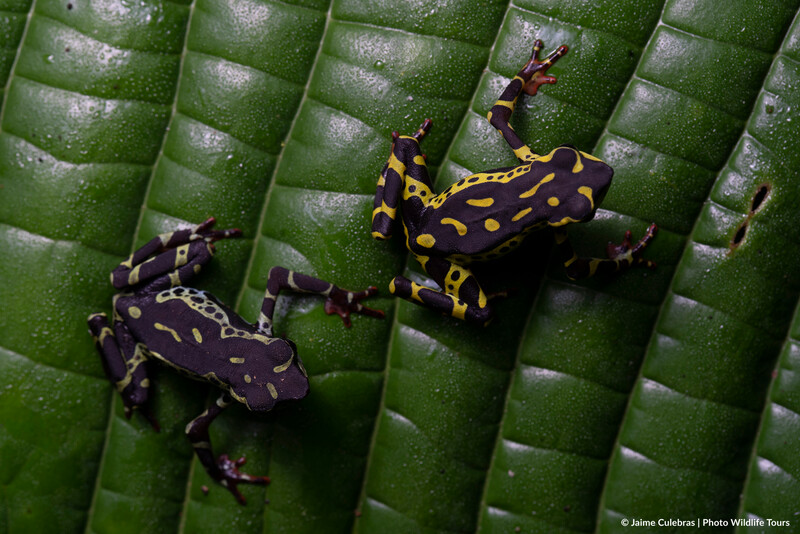 Atelopus spumarius in Ecuador (Photo by JaimeCulebras/Photo Wildlife Tours)