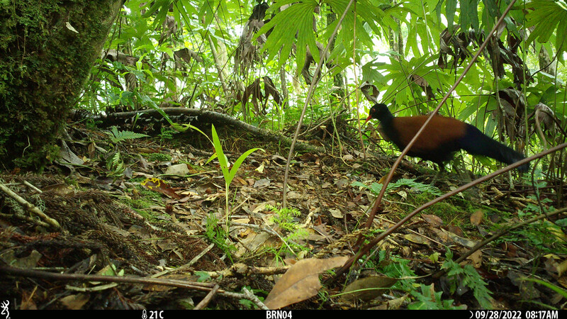 The black-naped pheasant-pigeon, a species lost to science since 1882, was rediscovered after camera traps setup by an expedition team with the Search for Lost Birds in Papua New Guinea captured photos of the large, ground-dwelling bird in Papua New Guinea. (Doka Nason/American Bird Conservancy)