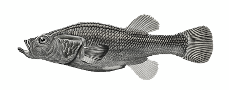 Titicaca orestias is a carnivorous freshwater fish found in Lake Titicaca. It feeds on plankton and microinvertebrates in the lake between Bolivia and Peru. A survey in Lake Titicaca failed to find any Titicaca orestias in 196 following decades of invasive species being introduced to and pollution in the lake.