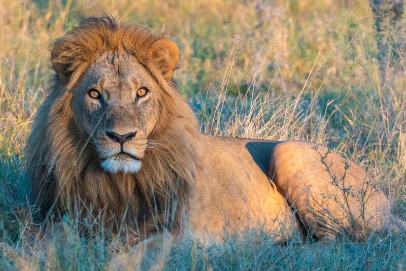 Botswana's Okavango Delta (Photo by Peter Moore)