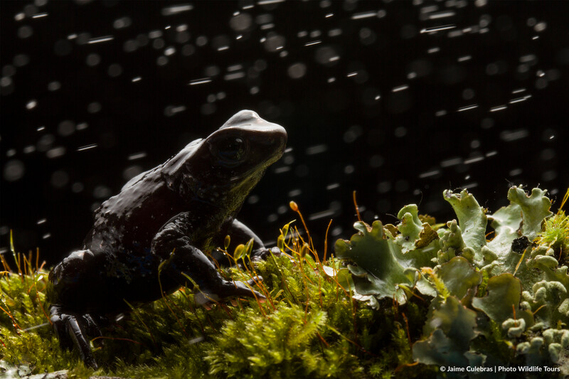 Atelopus nanay in Ecuador. (Photo by Jaime Culebras/Photo Wildlife Tours)